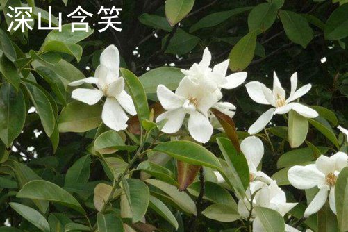 动漫鸦久久99热这里只有精品，探索二次元世界的黑色魅力与深度内涵